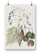 Studies In Nature Ii Wall Art -Mark Catesby Designs