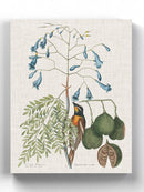 Studies In Nature Ii Wall Art -Mark Catesby Designs