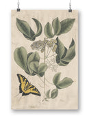 Catesby Butterfly Wall Art -Mark Catesby Designs
