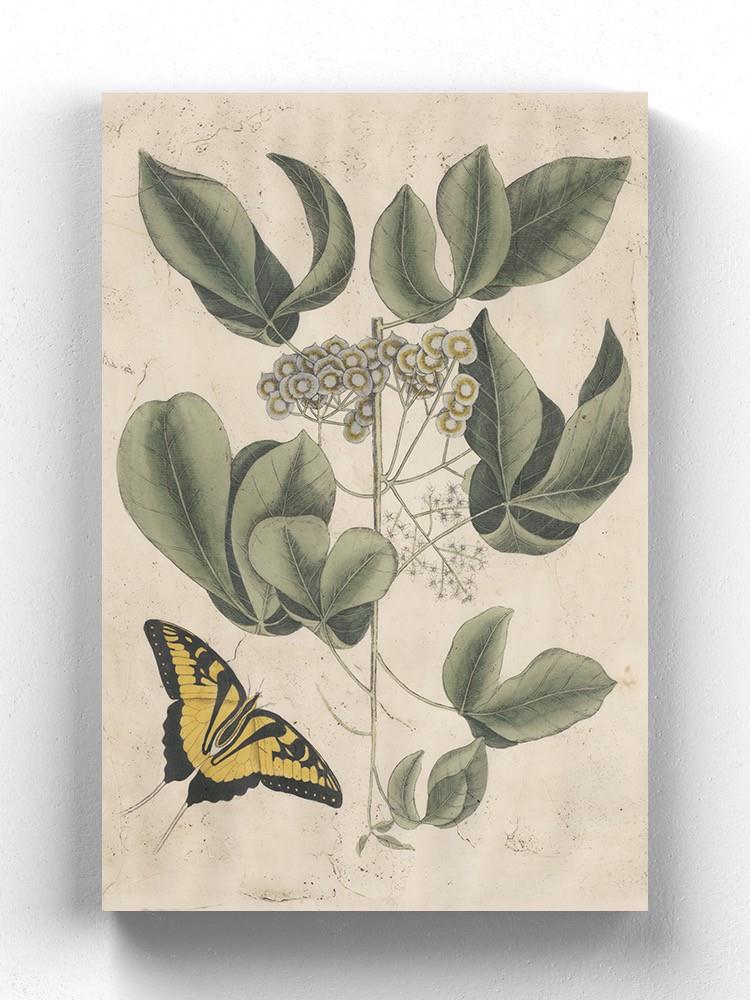 Catesby Butterfly Wall Art -Mark Catesby Designs