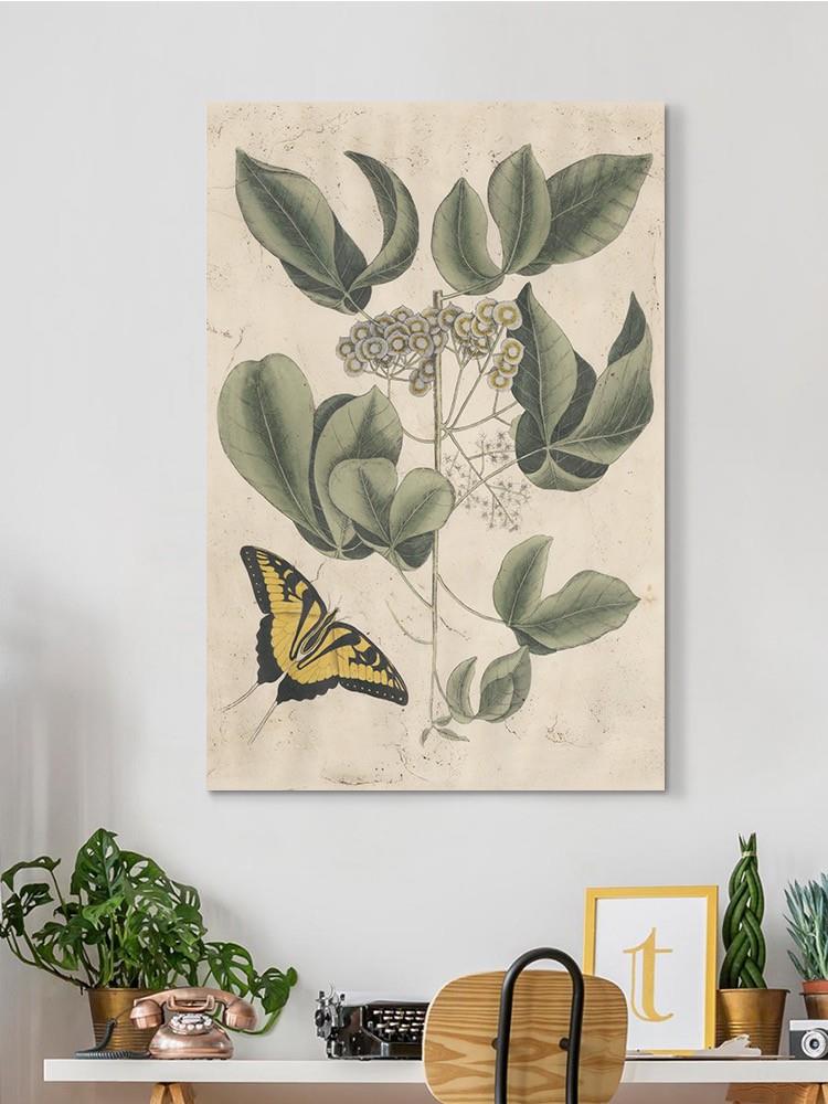 Catesby Butterfly Wall Art -Mark Catesby Designs
