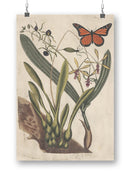 Embellished Catesby Wall Art -Mark Catesby Designs