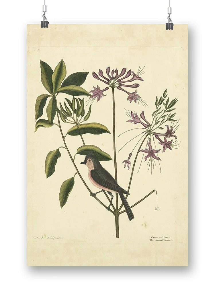 Catesby Bird Botanical Art Wall Art -Mark Catesby Designs