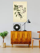 Catesby Bird Botanical Art Wall Art -Mark Catesby Designs