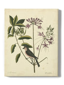 Catesby Bird Botanical Art Wall Art -Mark Catesby Designs