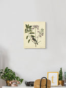 Catesby Bird Botanical Art Wall Art -Mark Catesby Designs