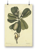 Catesby Bird Iii  Wall Art -Mark Catesby Designs