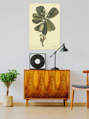 Catesby Bird Iii  Wall Art -Mark Catesby Designs