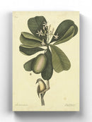 Catesby Bird Iii  Wall Art -Mark Catesby Designs