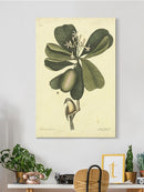 Catesby Bird Iii  Wall Art -Mark Catesby Designs