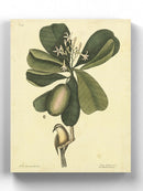 Catesby Bird Iii  Wall Art -Mark Catesby Designs