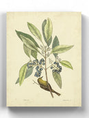 Catesby Bird Botanical V Wall Art -Mark Catesby Designs