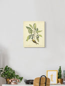 Catesby Bird Botanical V Wall Art -Mark Catesby Designs