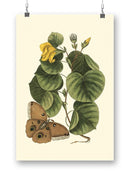 Sm Catesby Butterfly Wall Art -Mark Catesby Designs