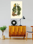 Sm Catesby Butterfly Wall Art -Mark Catesby Designs