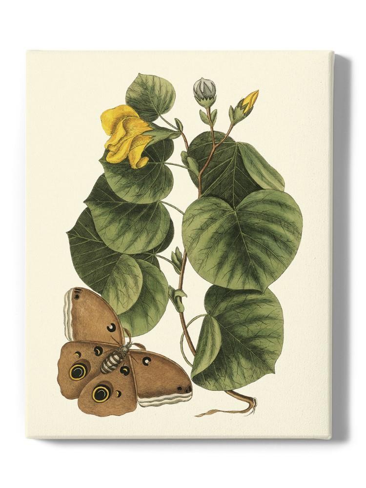 Sm Catesby Butterfly Wall Art -Mark Catesby Designs