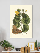 Sm Catesby Butterfly Wall Art -Mark Catesby Designs