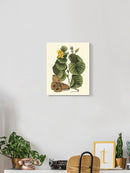 Sm Catesby Butterfly Wall Art -Mark Catesby Designs