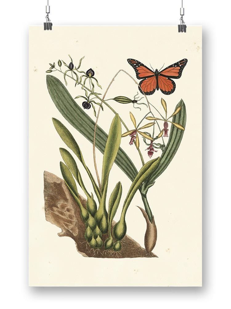 Sm Catesby Butterfly Iv Wall Art -Mark Catesby Designs