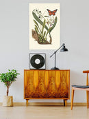 Sm Catesby Butterfly Iv Wall Art -Mark Catesby Designs