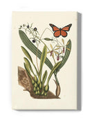 Sm Catesby Butterfly Iv Wall Art -Mark Catesby Designs