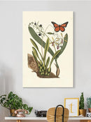 Sm Catesby Butterfly Iv Wall Art -Mark Catesby Designs