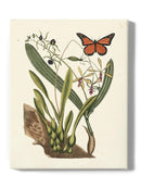 Sm Catesby Butterfly Iv Wall Art -Mark Catesby Designs