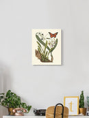 Sm Catesby Butterfly Iv Wall Art -Mark Catesby Designs