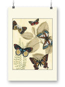 Butterflies In Nature I Wall Art -Megan Meagher Designs