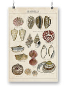 Seashell Sketch I Wall Art -Naomi McCavitt Designs