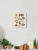 Seashell Sketch I Wall Art -Naomi McCavitt Designs