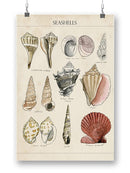 Seashell Sketch Ii Wall Art -Naomi McCavitt Designs