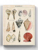 Seashell Sketch Ii Wall Art -Naomi McCavitt Designs