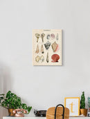 Seashell Sketch Ii Wall Art -Naomi McCavitt Designs