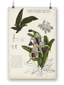 Orchid Field Notes I. Wall Art -Naomi McCavitt Designs