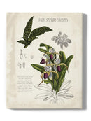 Orchid Field Notes I. Wall Art -Naomi McCavitt Designs