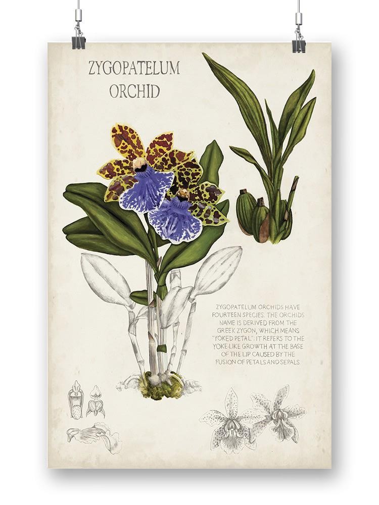 Orchid Field Notes Ii. Wall Art -Naomi McCavitt Designs