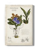 Orchid Field Notes Ii. Wall Art -Naomi McCavitt Designs