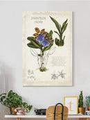 Orchid Field Notes Ii. Wall Art -Naomi McCavitt Designs