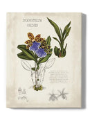 Orchid Field Notes Ii. Wall Art -Naomi McCavitt Designs