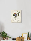 Orchid Field Notes Ii. Wall Art -Naomi McCavitt Designs