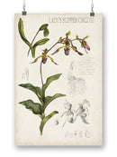 Orchid Field Notes Iii. Wall Art -Naomi McCavitt Designs