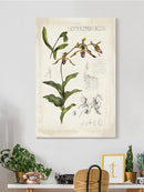 Orchid Field Notes Iii. Wall Art -Naomi McCavitt Designs