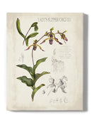 Orchid Field Notes Iii. Wall Art -Naomi McCavitt Designs