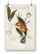 Orchid Field Notes Iv. Wall Art -Naomi McCavitt Designs