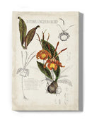 Orchid Field Notes Iv. Wall Art -Naomi McCavitt Designs