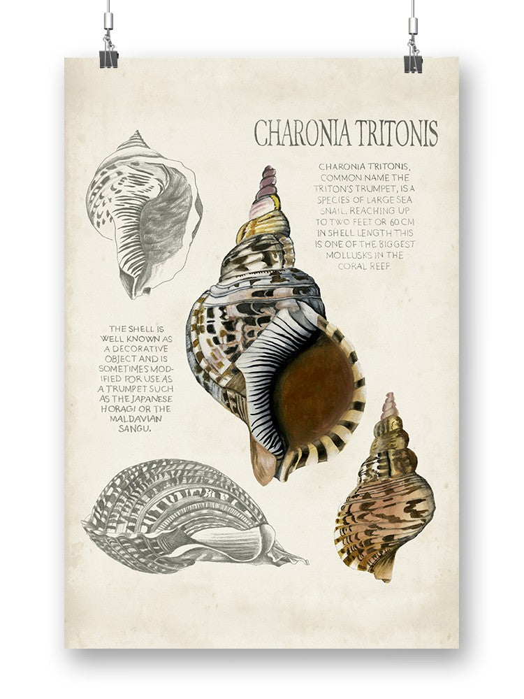 Seashell Field Notes I Wall Art -Naomi McCavitt Designs