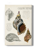 Seashell Field Notes I Wall Art -Naomi McCavitt Designs