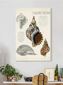 Seashell Field Notes I Wall Art -Naomi McCavitt Designs
