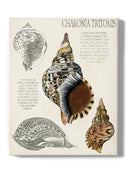Seashell Field Notes I Wall Art -Naomi McCavitt Designs